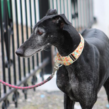 Vanilly le galgo  le plus doux du monde... #3