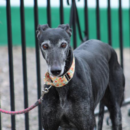 Vanilly le galgo  le plus doux du monde... #4