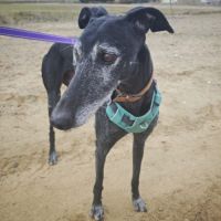 Vanilly le galgo  le plus doux du monde... #1