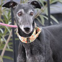 Vanilly le galgo  le plus doux du monde... #0