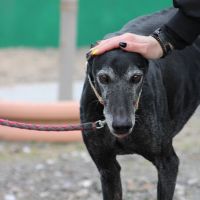 Vanilly le galgo  le plus doux du monde... #5