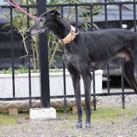 Vanilly le galgo  le plus doux du monde... #6