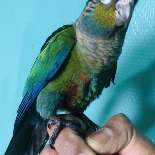 Très belle conure eam.