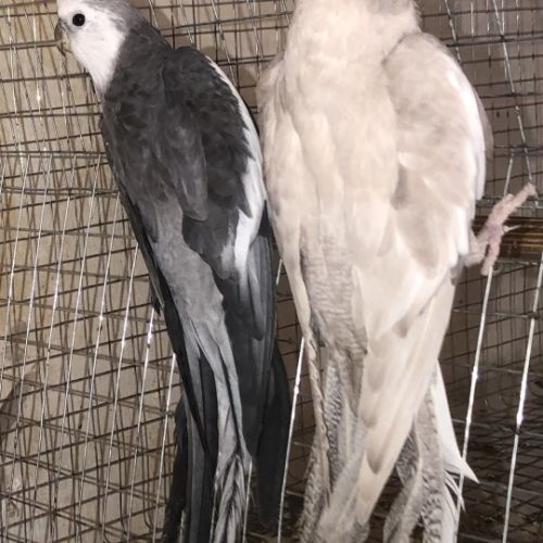 Très belle conure eam. #2