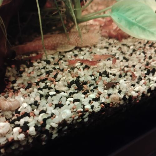 Crevettes red cherry