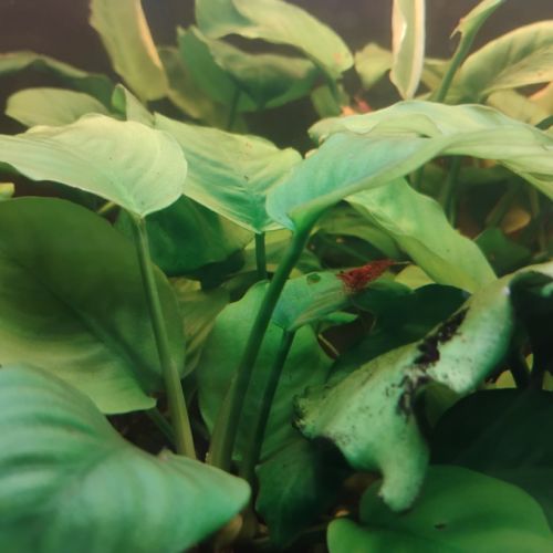 Crevettes red cherry #3