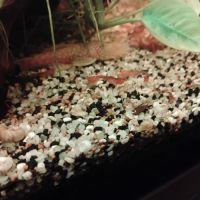 Crevettes red cherry #0