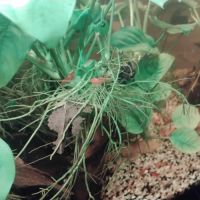 Crevettes red cherry #2