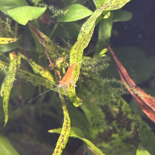 Crevette d’eau douce #2