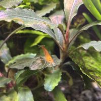 Crevette d’eau douce #0