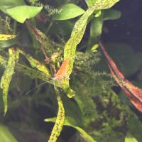 Crevette d’eau douce #2