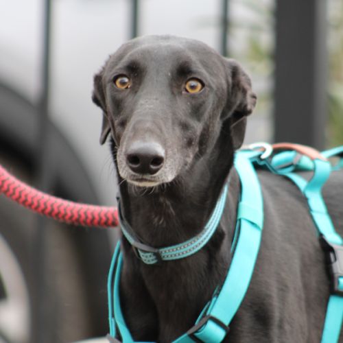 Mulato🩵très gentil, joueur et déjà fan des bisous #0