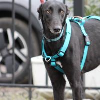 Mulato🩵très gentil, joueur et déjà fan des bisous #1