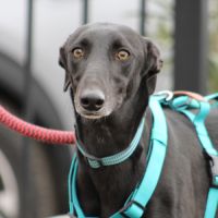 Mulato🩵très gentil, joueur et déjà fan des bisous