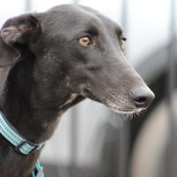 Mulato🩵très gentil, joueur et déjà fan des bisous #3