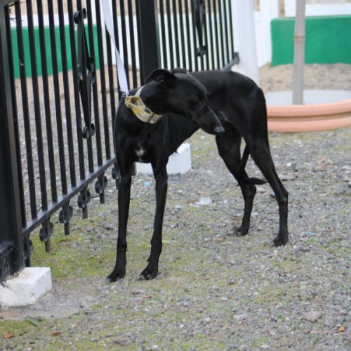 Puma galga cherche l'amour #2