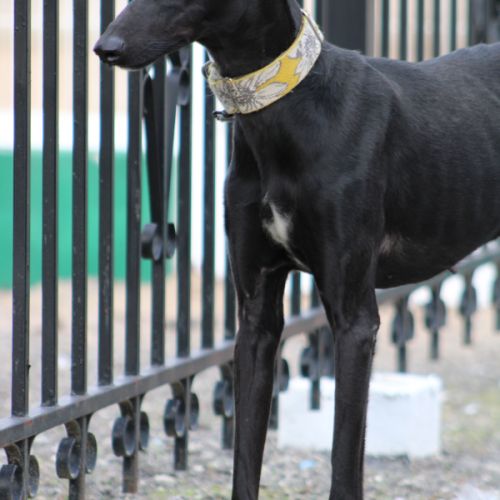 Puma galga cherche l'amour #5