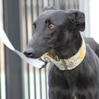 Puma galga cherche l'amour