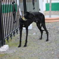 Puma galga cherche l'amour #2