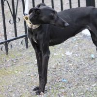 Puma galga cherche l'amour #4