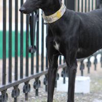 Puma galga cherche l'amour #5