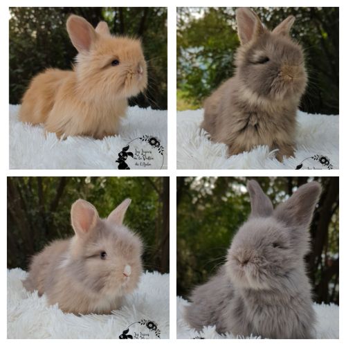 Bébés lapins angora anglais #2