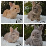 Bébés lapins angora anglais #2