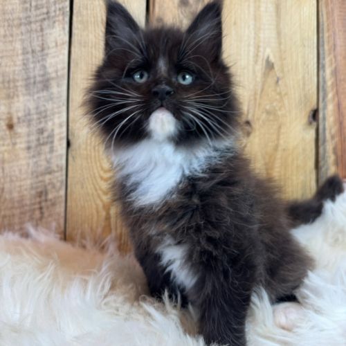 Chatons maine coon loof #3