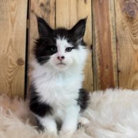 Chatons maine coon loof