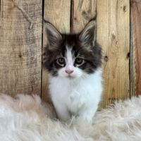 Chatons maine coon loof #2