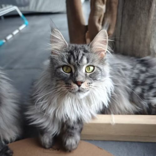 Maine coon chatons loof à réserver #1