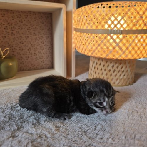 Maine coon chatons loof à réserver #3