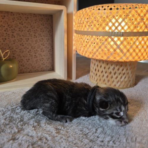 Maine coon chatons loof à réserver #4