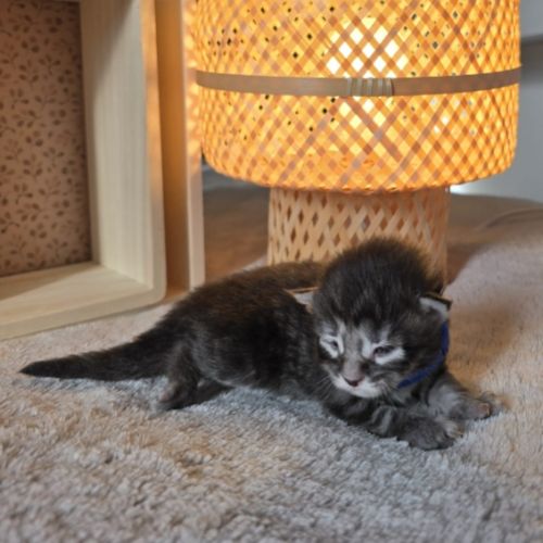 Maine coon chatons loof à réserver #5