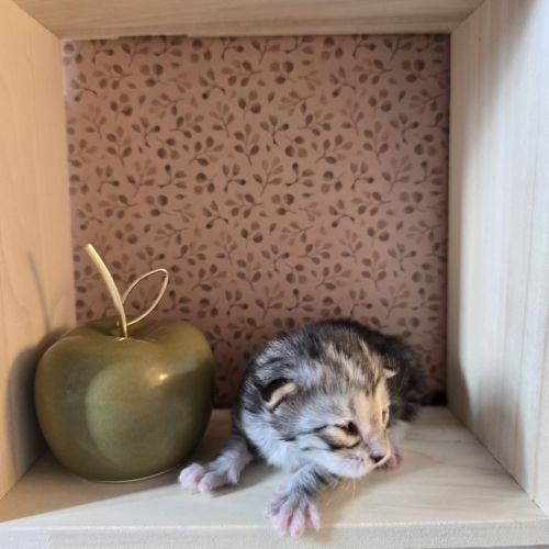 Maine coon chatons loof à réserver #7