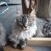 Maine coon chatons loof à réserver #1