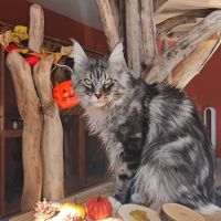 Maine coon chatons loof à réserver #2