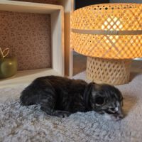 Maine coon chatons loof à réserver #4