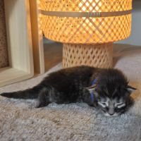 Maine coon chatons loof à réserver #0