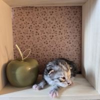 Maine coon chatons loof à réserver #7