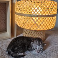 Maine coon chatons loof à réserver #8