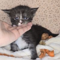 Maine coon chatons loof à réserver