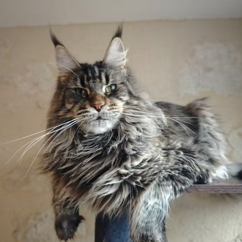 Chatons maine coon loof à réserver #1