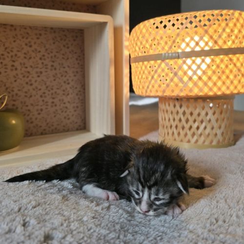 Chatons maine coon loof à réserver #3