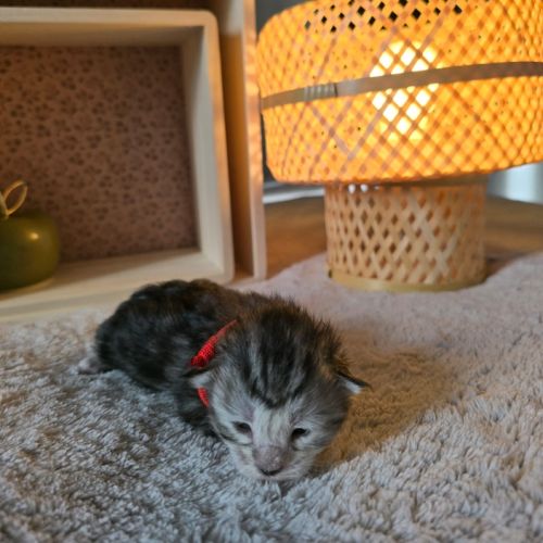 Chatons maine coon loof à réserver