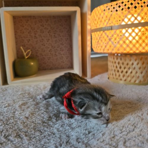 Chatons maine coon loof à réserver #7