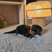 Chatons maine coon loof à réserver #4