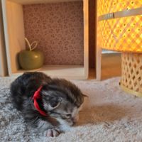 Chatons maine coon loof à réserver #5