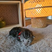 Chatons maine coon loof à réserver