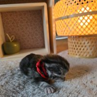 Chatons maine coon loof à réserver #8